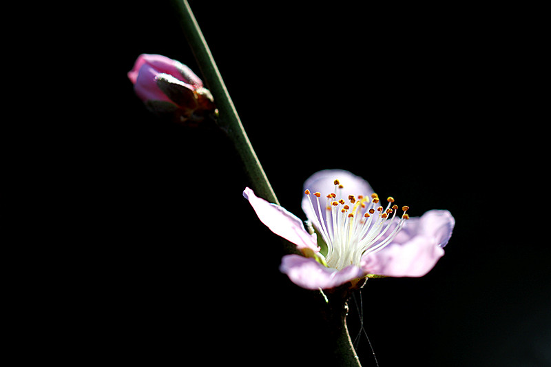 桃花《马本跃摄》 摄影 马旺仔