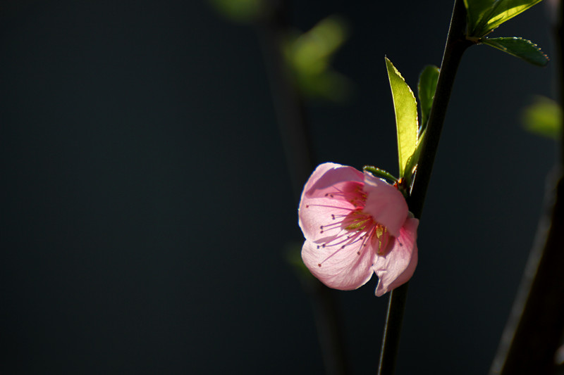 桃花《马本跃摄》 摄影 马旺仔