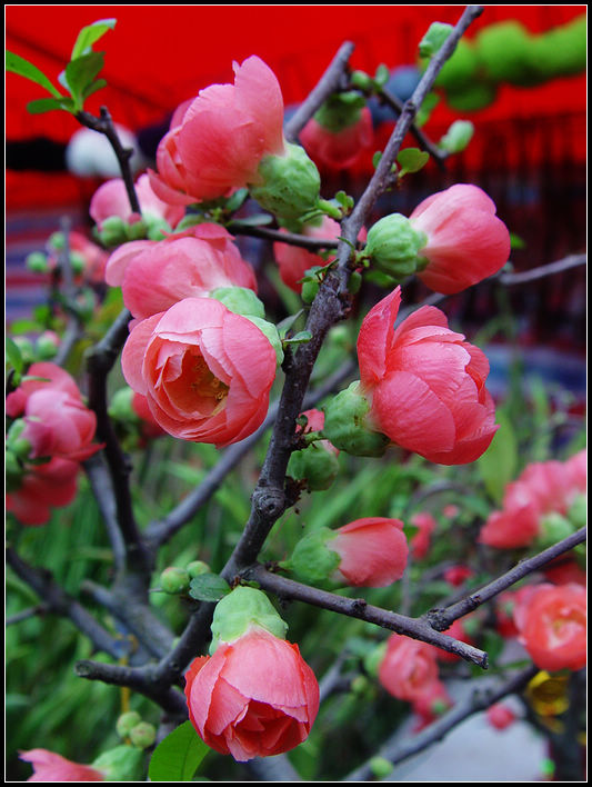 春暖花开 摄影 红棉