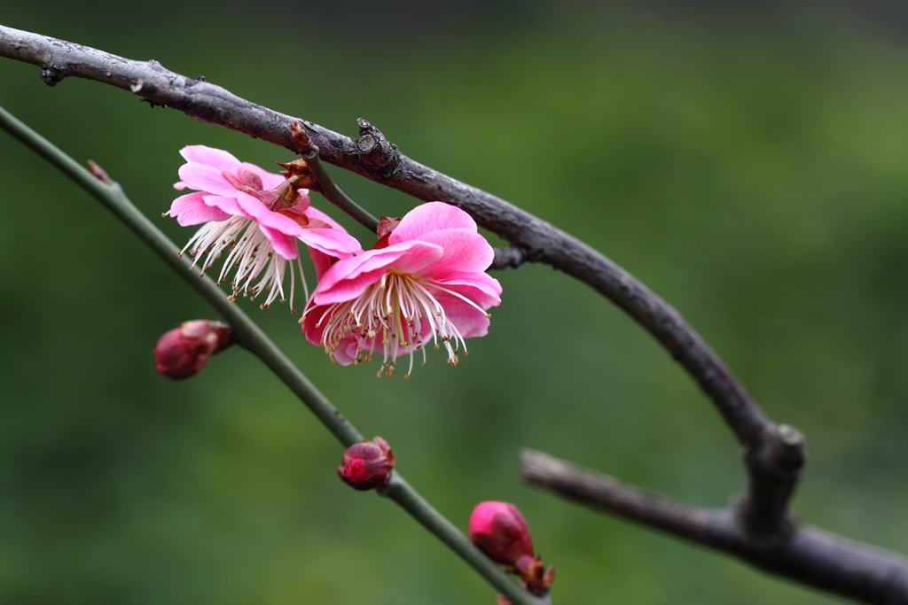 红梅迎春 摄影 wanfugen