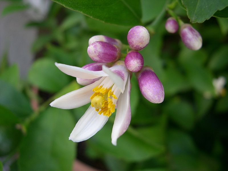 花之韵 摄影 西风胡杨