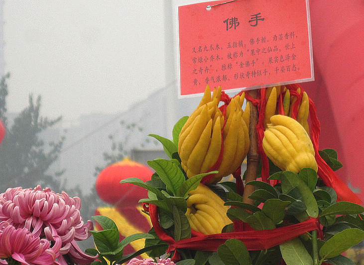 金秋赏菊52 摄影 gongmf