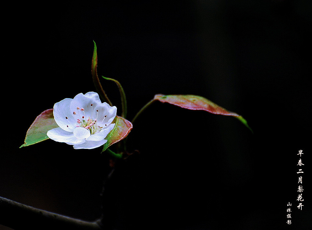 【早春二月梨花开】 摄影 山妹