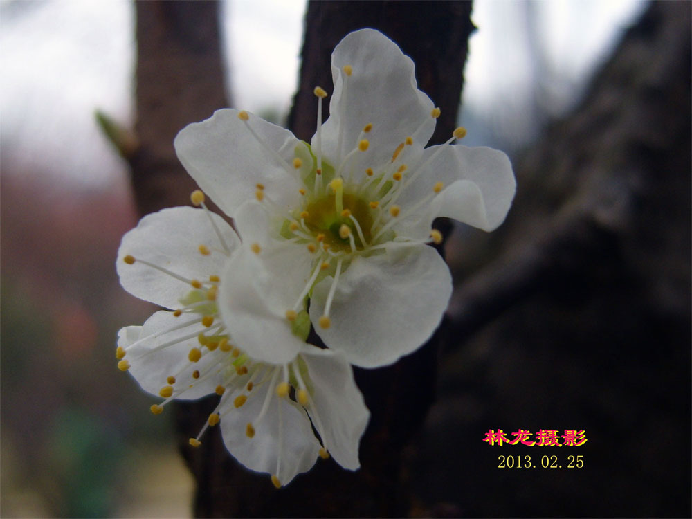 李花 摄影 林龙89