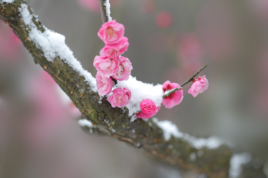 梅雪争春 摄影 九点差一刻