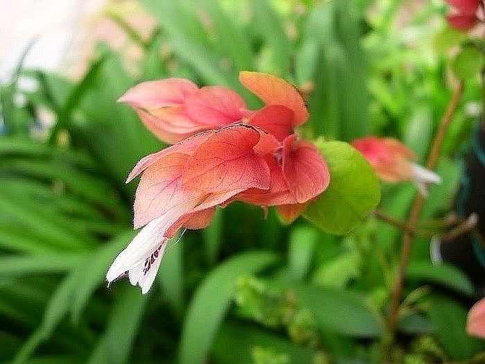 花之韵 摄影 西风胡杨