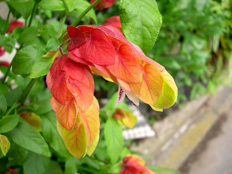 花之韵 摄影 西风胡杨