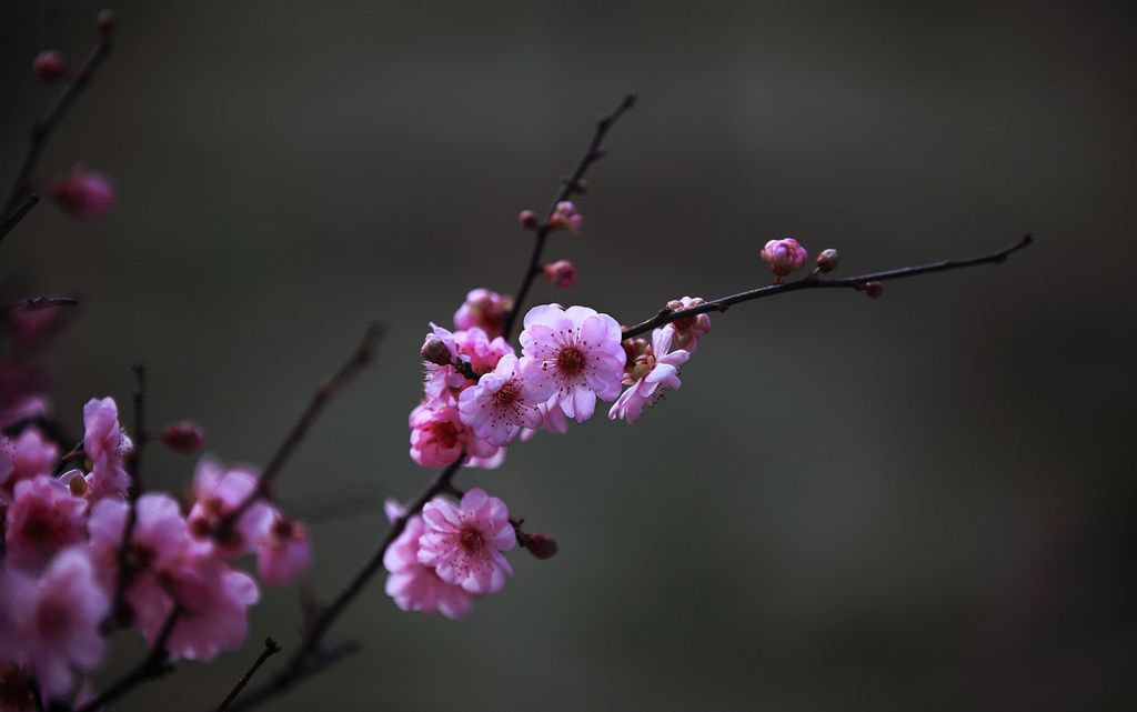 《窗前梅花三二枝》——点击放大 摄影 残月晓风