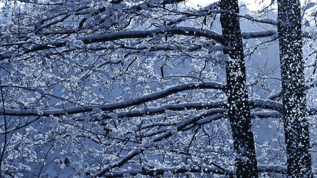 松风映雪 摄影 凤翅金盔