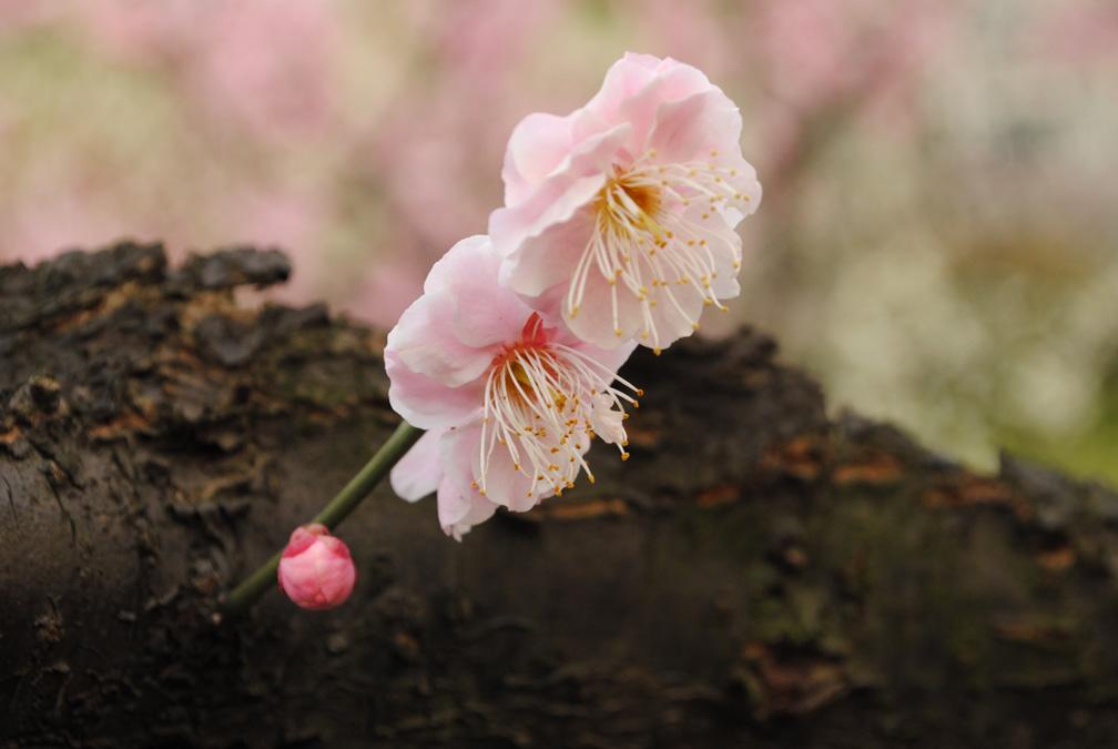 Plum Blossom 摄影 是秋