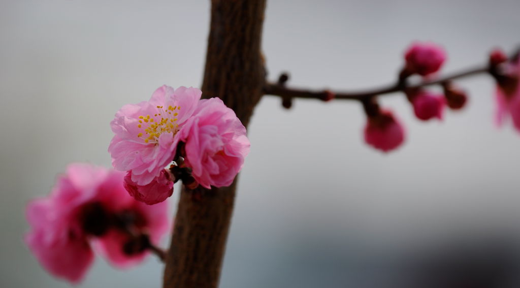 梅花 摄影 石头时