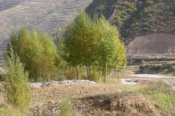 路上的风景 摄影 紫色女人