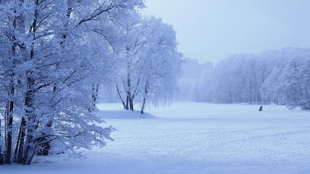 寒林湖上独钓雪 摄影 凤翅金盔