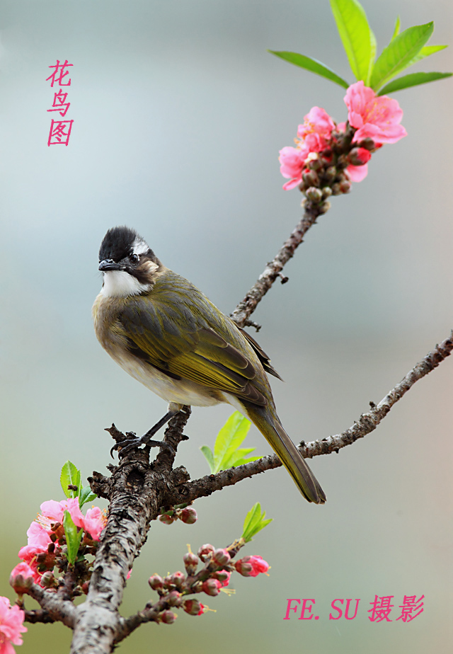 花鸟图 摄影 锋速