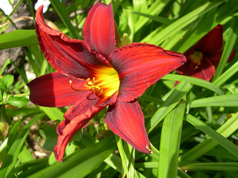 百合花 摄影 西风胡杨