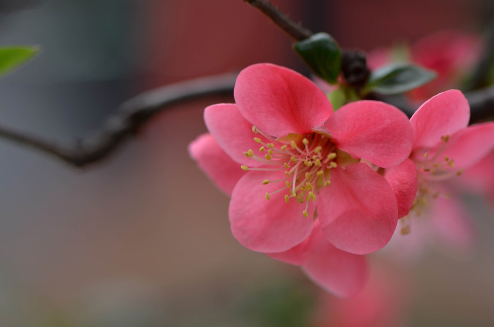 花开无语 摄影 急聚一唐