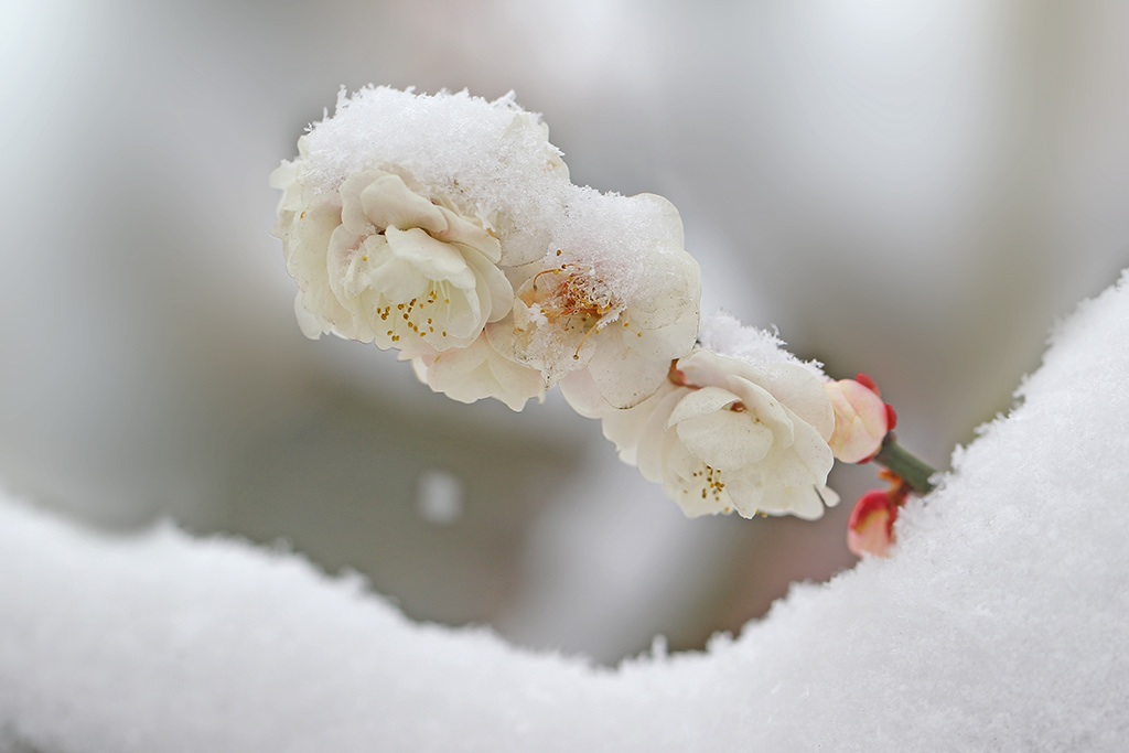 梅雪争春 摄影 九点差一刻