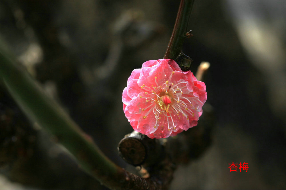 杏梅1 摄影 路过游侠