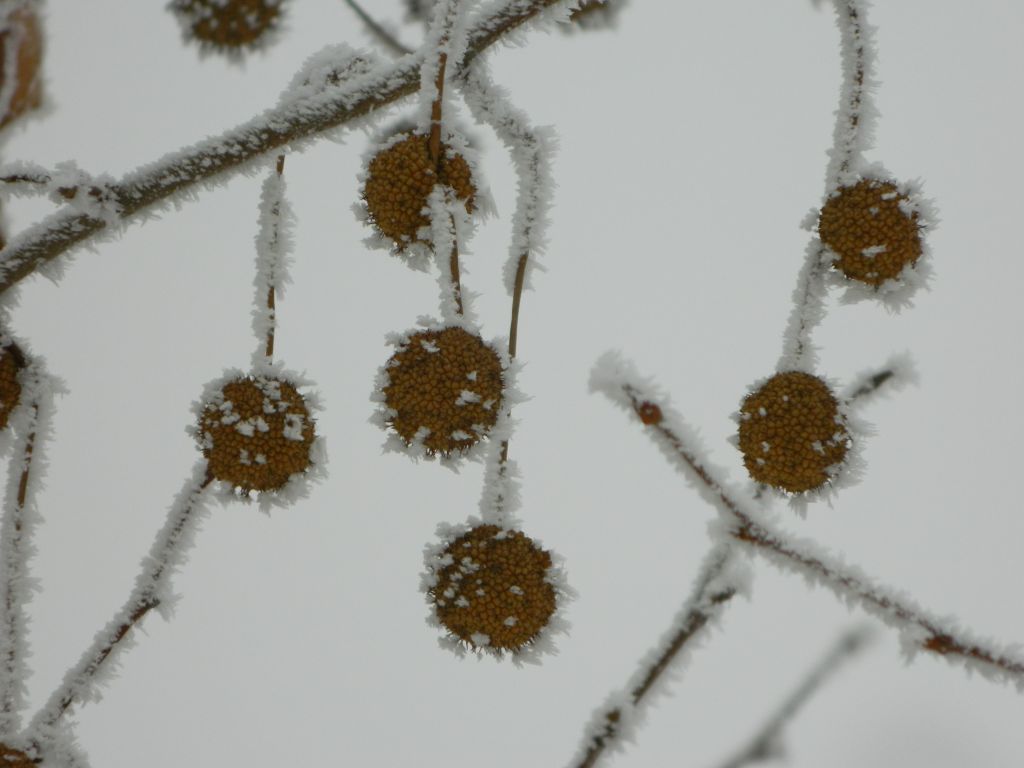 雪果 摄影 风物长宜