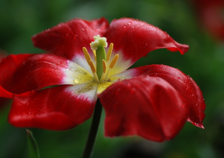 绽放的花朵 摄影 changdianxp