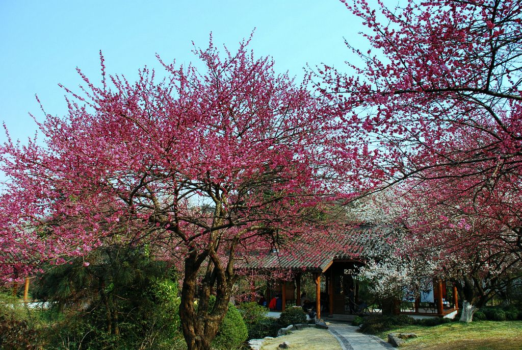 春至花似海......江南 摄影 彼岸的风景