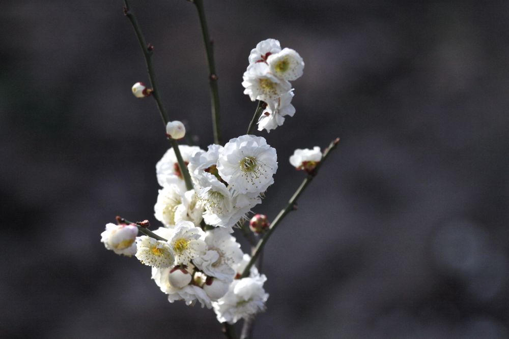 春梅3 摄影 永纯