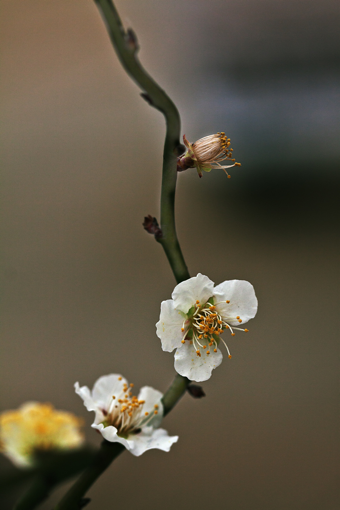 梅花 摄影 老士兵