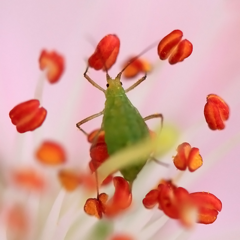 蚜虫探春 摄影 liangdawei