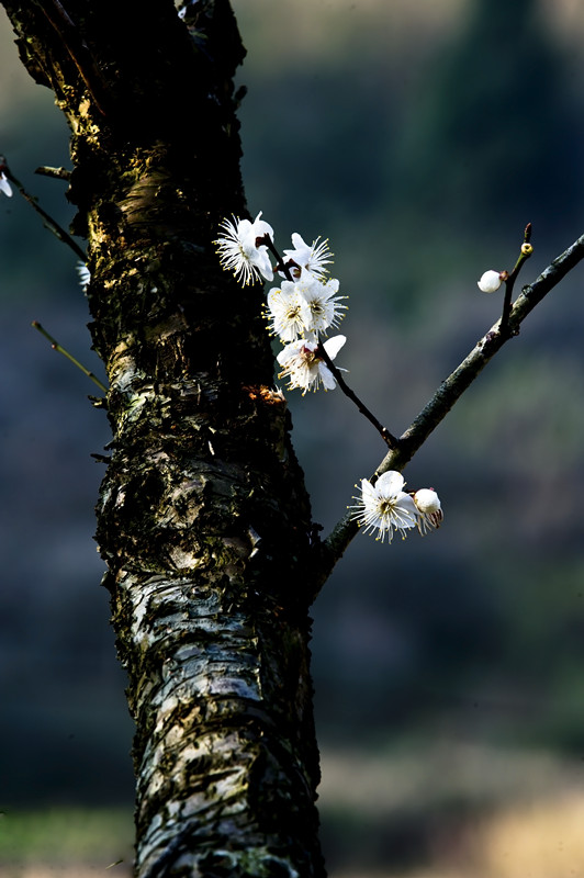 冬梅 摄影 摄眼看花