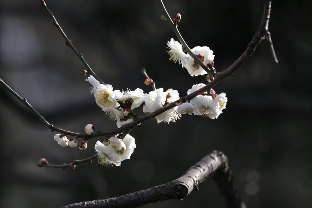 春梅5 摄影 永纯