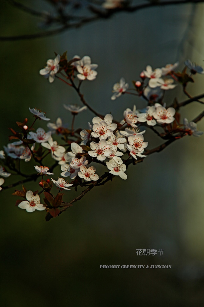 又是一年花 摄影 绿城江南