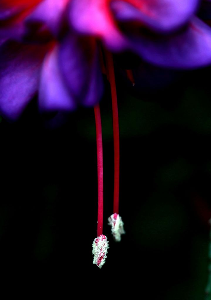 芭蕾少女 摄影 走过四季