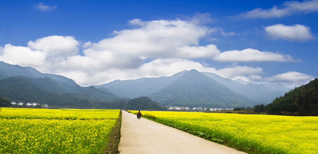 油菜花 摄影 RZH