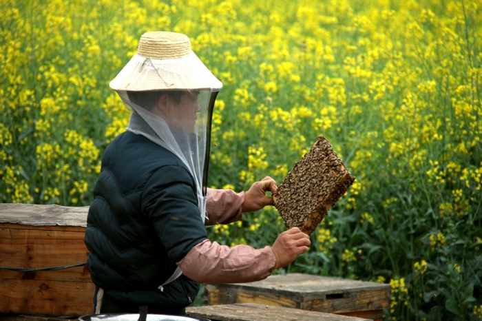 罗平油菜花系列（十） 摄影 边疆