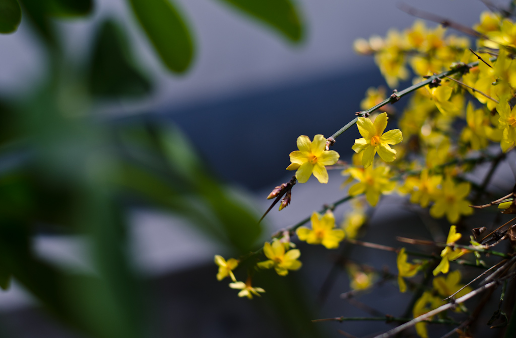 迎春花 摄影 狼鹰