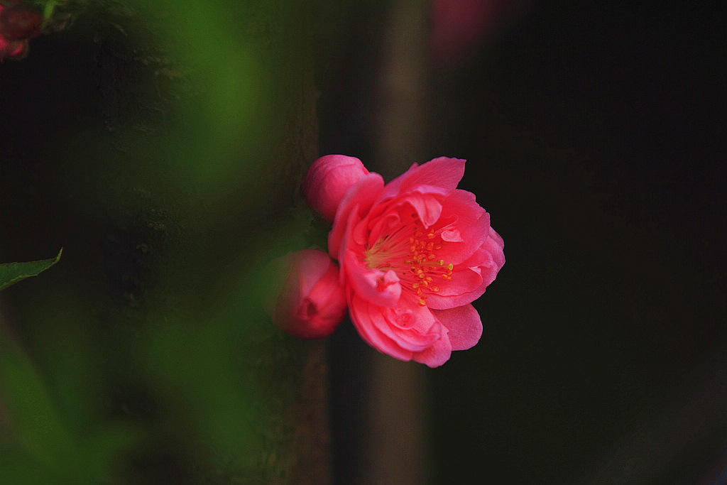 桃花撰 摄影 纤云磨墨