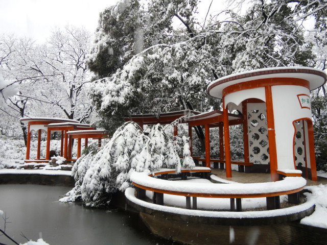 2013初雪 摄影 中江散人