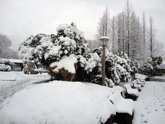 2013年第一场雪 摄影 中江散人