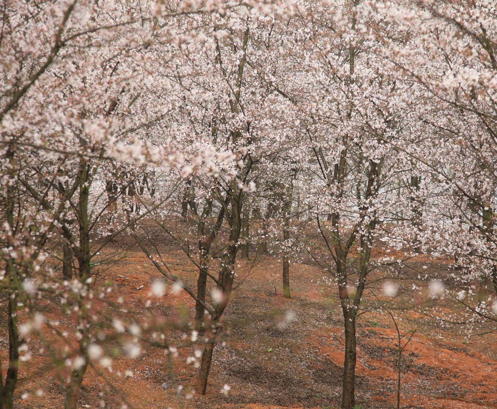 樱花如雪 摄影 fox2000