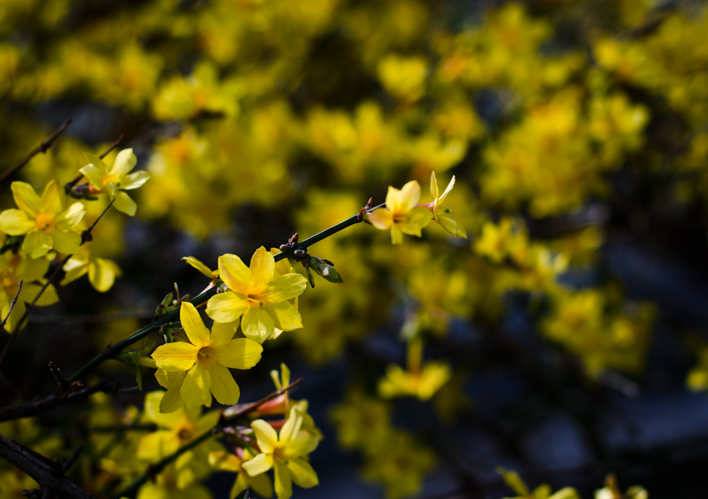 迎春花 摄影 狼鹰