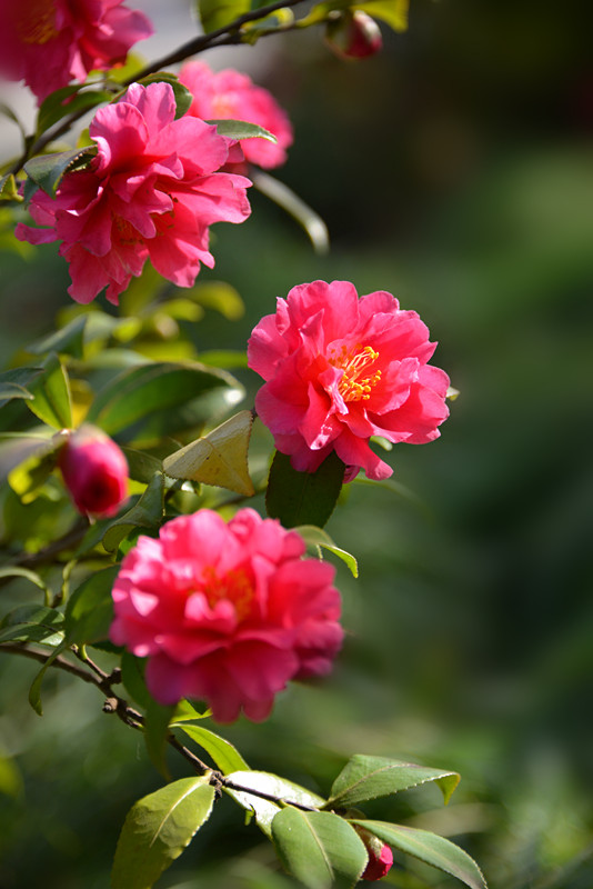 山茶花 摄影 恍若月光