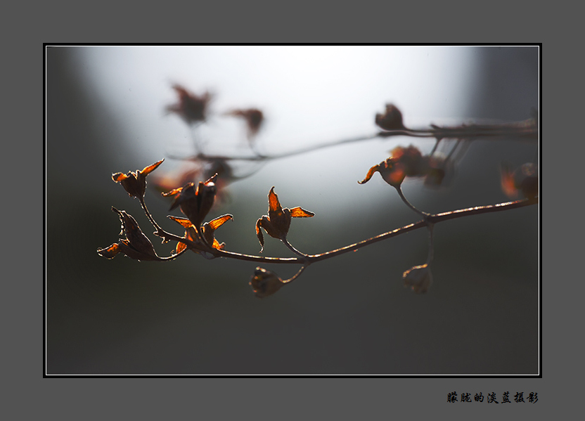 早春的干花~ 摄影 朦胧的淡蓝