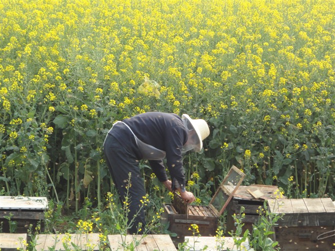 养蜂人 摄影 夏悦