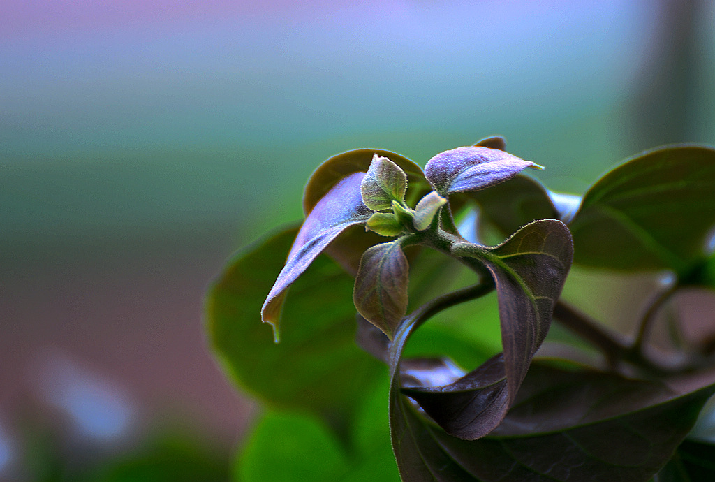 春芽 摄影 魡蓊