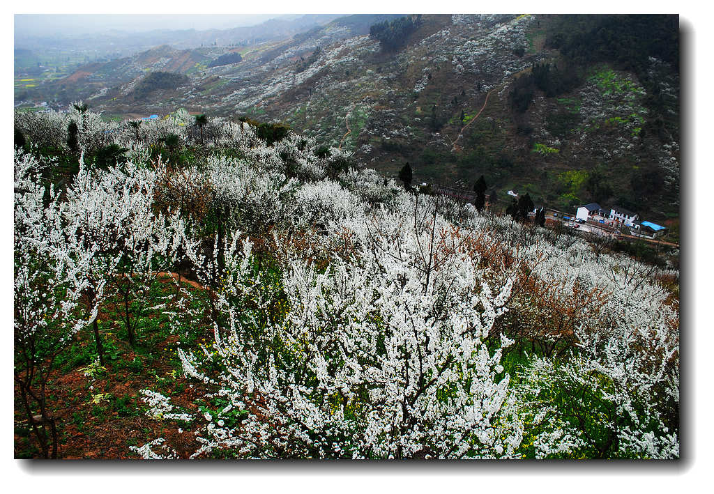 田园花园之如雪的李花（3） 摄影 竹林後山人