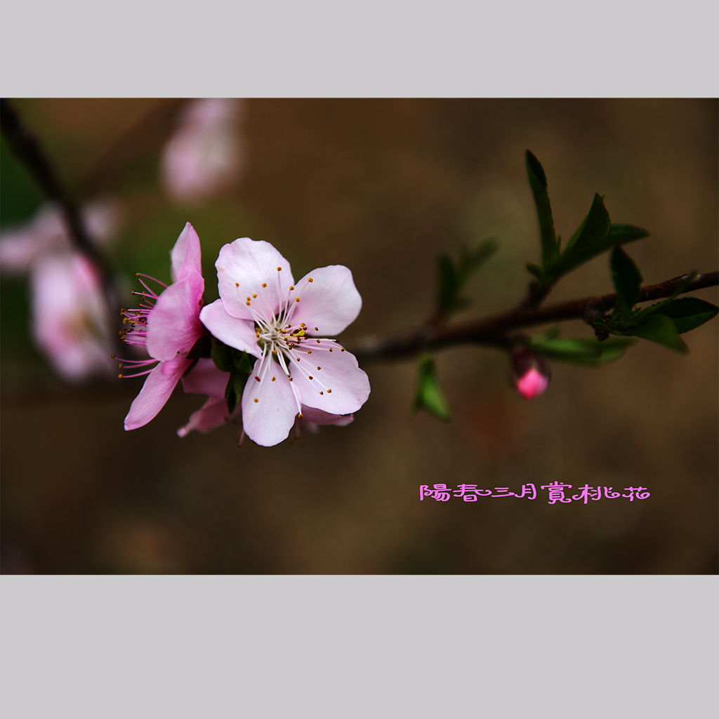 阳春三月赏桃花 摄影 阿令多