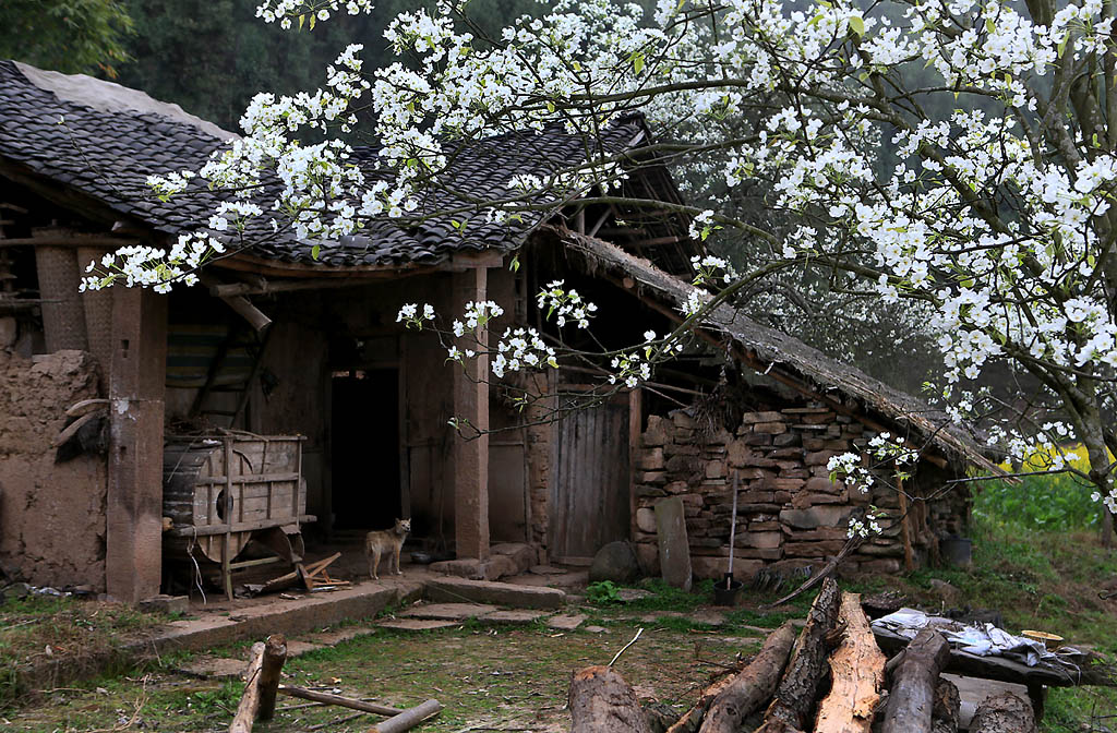 狗不闲家贫 摄影 liuxiaozhong