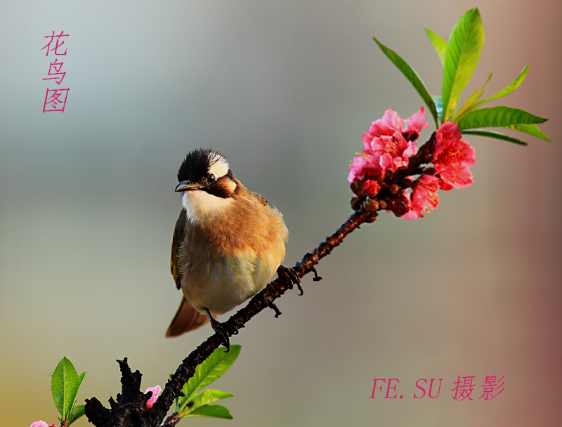 花鸟图 摄影 锋速