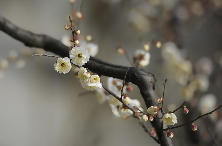 早春花语 摄影 太湖柳长