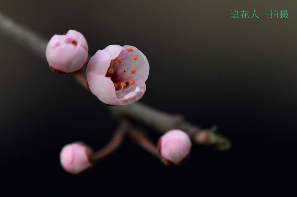 春色3 摄影 追花人